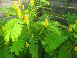 Candalabara bush(Senna alata (L.) Roxb.)